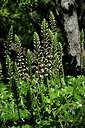 BUITEN BEELD Foto: 440866