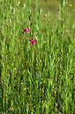 BUITEN BEELD Foto: 440867