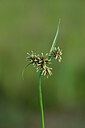 BUITEN BEELD Foto: 440880