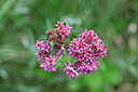 BUITEN BEELD Foto: 440885