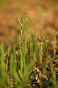 BUITEN BEELD Foto: 440886