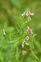 BUITEN BEELD Foto: 440887