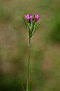 BUITEN BEELD Foto: 440888