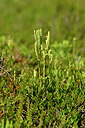 BUITEN BEELD Foto: 440889