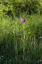 BUITEN BEELD Foto: 440898