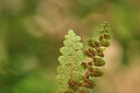 BUITEN BEELD Foto: 440909