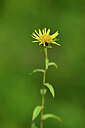 BUITEN BEELD Foto: 440910
