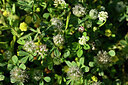 BUITEN BEELD Foto: 440914