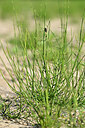 BUITEN BEELD Foto: 440916