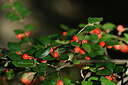BUITEN BEELD Foto: 440934