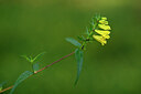 BUITEN BEELD Foto: 440944