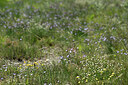 BUITEN BEELD Foto: 440948