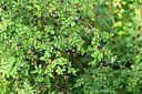 BUITEN BEELD Foto: 440950