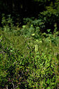 BUITEN BEELD Foto: 440951