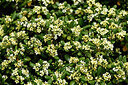 BUITEN BEELD Foto: 440955
