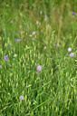 BUITEN BEELD Foto: 440958