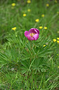 BUITEN BEELD Foto: 440960