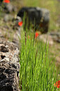 BUITEN BEELD Foto: 440963