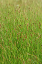 BUITEN BEELD Foto: 440965