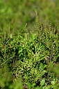BUITEN BEELD Foto: 440968