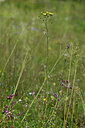 BUITEN BEELD Foto: 440971