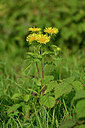 BUITEN BEELD Foto: 440974
