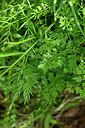 BUITEN BEELD Foto: 440979