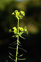BUITEN BEELD Foto: 440985