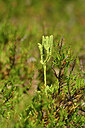 BUITEN BEELD Foto: 440987