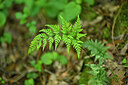 BUITEN BEELD Foto: 441005