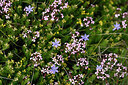 BUITEN BEELD Foto: 441020