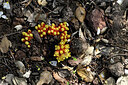 BUITEN BEELD Foto: 441032