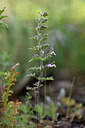 BUITEN BEELD Foto: 441063