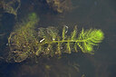BUITEN BEELD Foto: 441067