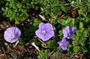 BUITEN BEELD Foto: 441073