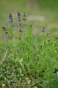 BUITEN BEELD Foto: 441082