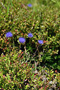 BUITEN BEELD Foto: 441092