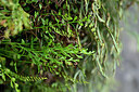 BUITEN BEELD Foto: 441099