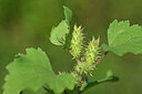 BUITEN BEELD Foto: 441106