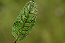 BUITEN BEELD Foto: 441115