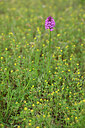 BUITEN BEELD Foto: 441126