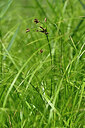 BUITEN BEELD Foto: 441130