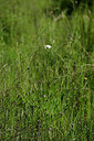 BUITEN BEELD Foto: 441143