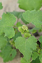 BUITEN BEELD Foto: 441144