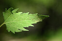 BUITEN BEELD Foto: 441152