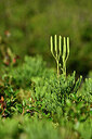 BUITEN BEELD Foto: 441154