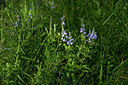 BUITEN BEELD Foto: 441158