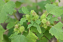 BUITEN BEELD Foto: 441162