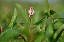 BUITEN BEELD Foto: 441166