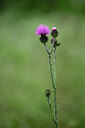 BUITEN BEELD Foto: 441167